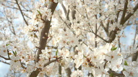 Apricot-flowers-pollinated-by-bees