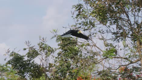 Kranzhornvogel-Auf-Baum-Fliegt,-Um-In-Die-Luft-Geworfene-Nahrung-Zu-Fangen