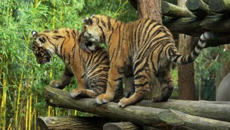 Two-Sumatran-Tiger-Cubs-Playing-and-Grooming-Each-Other,-Medium-Shot-Portrait
