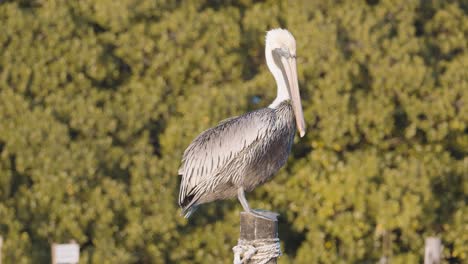 Hervorragendes-Zeitlupenvideo-Eines-Pelikans-In-Belize,-Insel-Caye-Caulker