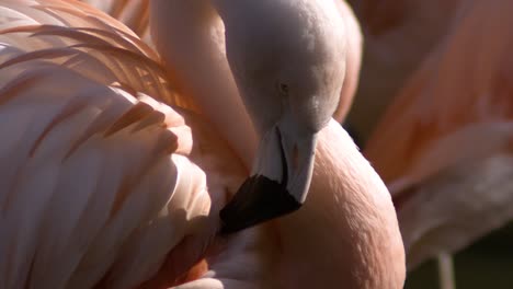 Close-up-on-a-group-of-flamingos-in-slow-motion