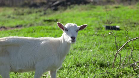 Portrait-of-Curious-goat-looking-into-the-camera-in-the-green-meadow,-Azores