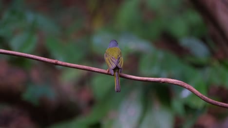 Seen-from-its-back-looking-around-deep-in-the-forest,-Grey-headed-Canary-flycatcher-Culicicapa-ceylonensis,-Thailand