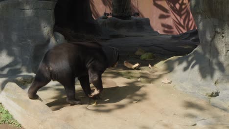 Malayan-sun-bear-walks-in-its-zoo-enclosure,-showcasing-its-natural-grace-and-charm