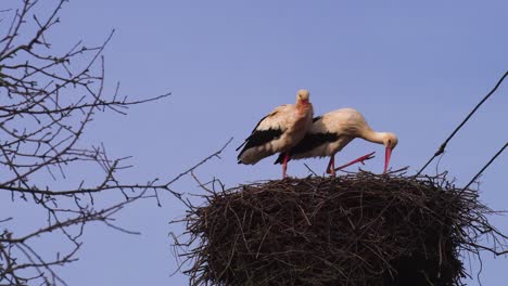 White-stork-pair-stand-in-windy-weather,-tree-branch-nest-on-power-line-pole