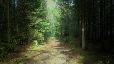 Un-Paseo-Por-El-Bosque-Temprano-En-La-Mañana-Conduce-A-La-Mejora-De-Los-Pensamientos-Y-La-Salud-Mental-De-Cada-Persona.