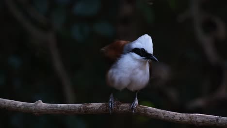 Visto-Encaramado-En-Una-Enredadera-Rascándose-Y-Acicalándose,-Tordo-Risueño-De-Cresta-Blanca-Garrulax-Leucolophus,-Tailandia