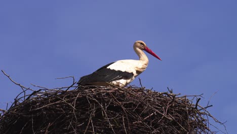 Alone-white-stork-stand-in-nest,-windy-blue-sky-background,-Latvia