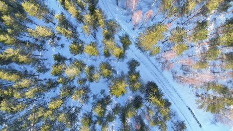 Vídeo-De-Drones-Sobre-Una-Carretera-A-Través-Del-Bosque-Con-Nieve