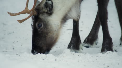 Close-up-of-a-reindeer-eating-in-snowy-environment-in-Finnish-Lapland