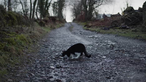 Cat-walking-on-gravel-path-and-drinking-from-puddle