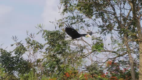 hornbill-bird-launching-from-a-branch-into-flight