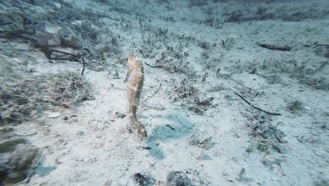 Caballito-De-Mar-Nada-Sobre-El-Fondo-Marino-En-Aguas-Cristalinas-Cerca-De-Busuanga,-Palawan,-Con-Plantas-Marinas