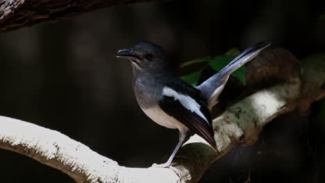 Gesehen-Im-Schatten,-Versteckt-Vor-Dem-Grellen-Nachmittagssonnenlicht,-Zwitschert-Und-Hüpft-Hinunter,-Um-Wegzugehen,-Orientalischer-Elster-Rotkehlchen-Copsychus-Saularis,-Weiblich,-Thailand