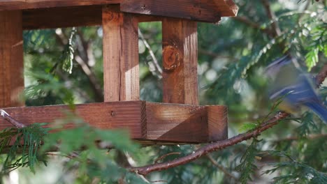 Pequeños-Pájaros-De-Jardín-Tomando-Semillas-Del-Comedero-De-Madera-Y-Volando