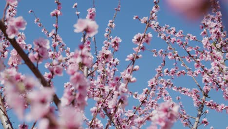 Flor-De-Almendra-Durazno-Rosa-Florece-En-La-Temporada-De-Primavera-Cielo-Azul-Claro-Suuny