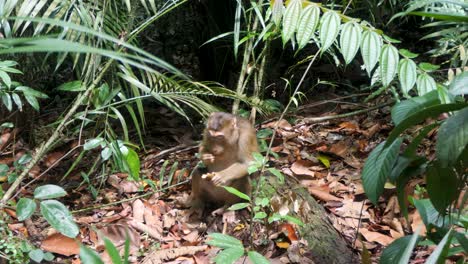 In-natural-habitat,-Pigtail-Macaque-foraging-and-finding-food-to-eat