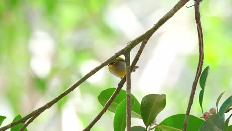 Seen-taking-a-fruit-then-goes-up-to-another-branch-then-drops-the-fruit-after-tasting,-Everett's-White-eye-Zosterops-everetti,-Thailand