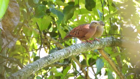 A-pair-of-mating-Ruddy-Ground-Doves-playfully-pecking-at-each-other-while-perched-on-a-branch-in-La-Vega,-Colombia