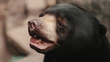 Nahaufnahme-Des-Entzückenden-Gesichts-Des-Malaienbären