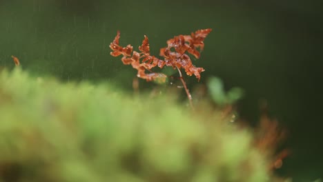 A-close-up-video-of-the-miniature-plants-and-moss-on-the-autumn-tundra-with-a-blurred-bokeh-background