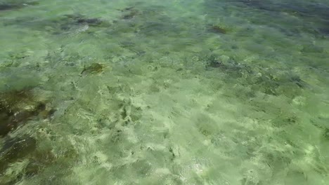 POV-watching-flow-shallow-calm-green-wetland,-sea-water-texture,-Los-Roques-Archipelago