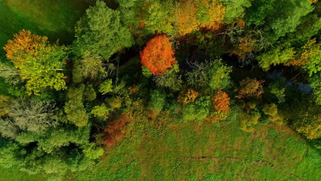 Vibrant-forest-with-autumn-colors,-aerial-top-down-view