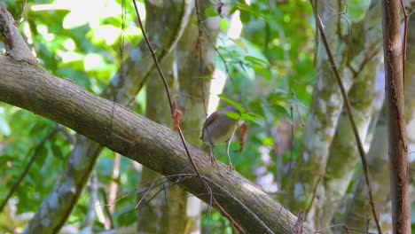 short-tailed-babbler-perched-on-a-limb-in-Santa-Marta,-Colombia