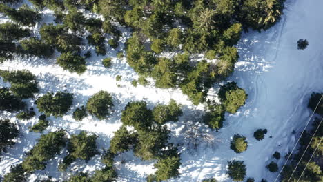 Winter-pines-shadow-a-snowy-road-from-an-aerial-view,-basking-in-sunlight