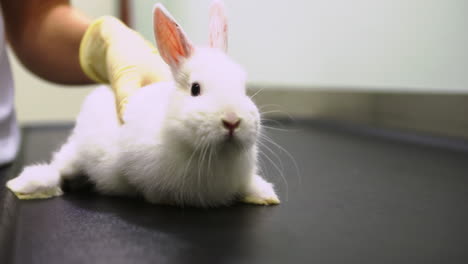 Rabbit-examined-on-the-table-at-the-vet