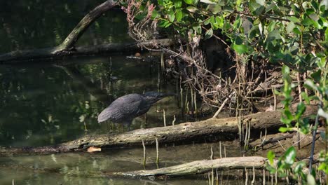 Visto-Moviéndose-Hacia-La-Derecha-Con-La-Intención-De-Atacar-A-Un-Objetivo,-Garza-Estriada-Butorides-Striata,-Tailandia