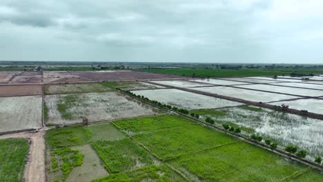 A-drone-soars-above-endless-rice-paddies,-their-lush-greenery-woven-into-a-seamless-natural-tapestry,-untouched-and-tranquil