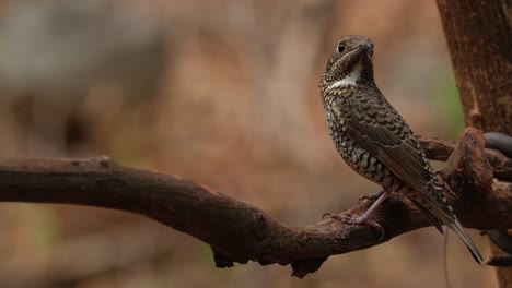 Looking-back-over-its-left-wing-while-perched-on-a-vine,-White-throated-Rock-Thrush-Monticola-gularis-Female,-Thailand