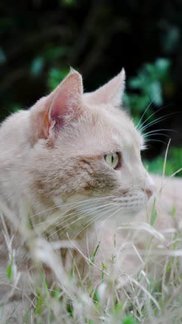 portrait-mode-video-of-a-handsome-light-ginger-cat-in-the-grass-of-a-garden,-ears-pricked-up-and-eyes-wide-open,-looking-around,-green-bushes-in-the-background