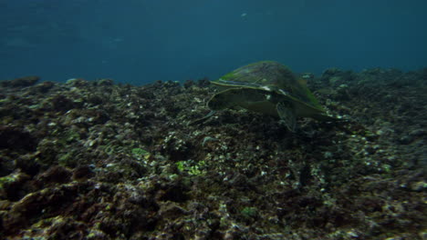 Turtle-balances-as-it-swims-across-ocean-seafloor-eating-with-sun-ray-sparkling-on-back,-slow-motion-underwater