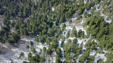 A-snowy-forest,-sunlight-filtering-through-trees,-casting-shadows,-aerial-view