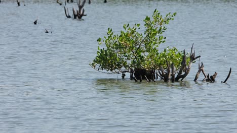 Visto-Crecer-Sano-En-Medio-De-Un-Agua-Salobre-En-Un-Bosque,-Manglar-Rhizophora,-Tailandia