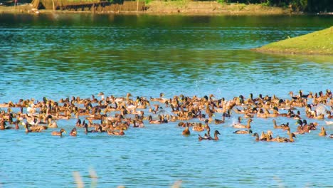 Flock-Of-Ducks-Swimming-Over-Pond-In-The-Countryside-Animal-Farm-In-Bangladesh