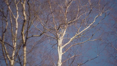 Un-árbol-Balanceándose-En-El-Camino-En-Una-Brillante-Y-Fría-Tarde-De-Invierno-En-Richmond-Park,-Reino-Unido