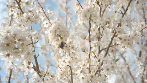 Abejorro-Polinizando-Flores-De-Albaricoque-En-Primavera