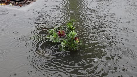 drowning-plants-during-an-intense-flood-in-San-Bernardino-California-with-water-draining-into-an-overflow-while-its-raining-60fps