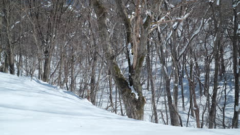 Bare-forest-trees-covered-in-snow,-Daegwallyeong-Sky-Ranch,-Korea,-dolly-right-low-angle
