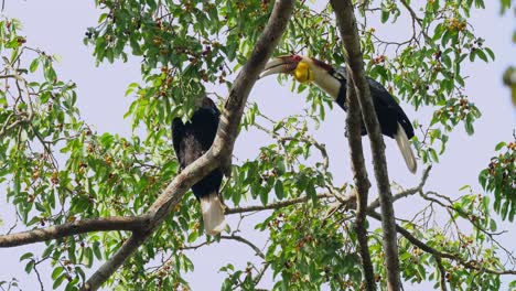 Male-gives-food-to-the-female-on-the-left-hand-side-but-ignored-then-jumps-to-another-branch-shaking-it-feeling-disappointed,-Wreathed-Hornbill-Rhyticeros-undulatus-Male-Female,-Thailand