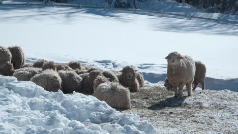 Flock-of-Romney-sheep-huddle-together-in-snowy-field-at-Daegwallyeong-Sky-Ranch