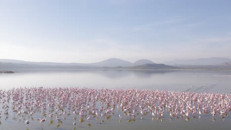 Drohnenaufnahme-Von-Flamingos-Bei-Der-Nahrungsaufnahme-Im-Elementaita-See-In-Kenia