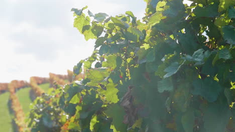 Weinberg-Im-Spätsommer-Bei-Sonnenschein-Und-Leichter-Brise