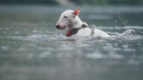 Un-Pequeño-Perro-Blanco-Nada-Y-Se-Zambulle-Mientras-Juega-Con-Un-Trozo-De-Madera-Flotante,-Tratando-De-Atraparlo