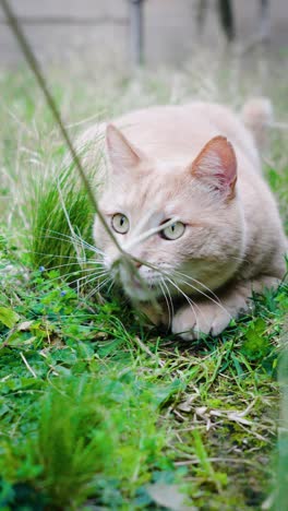 Slow-motion-vertical-shot-of-a-cat-trying-to-catch-a-toy-in-the-long-grass