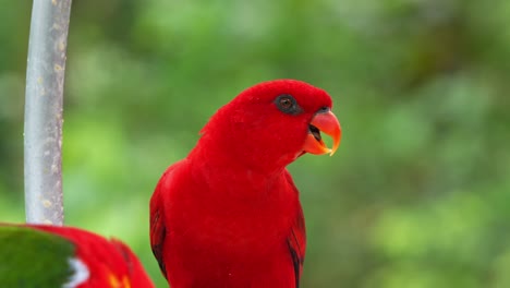 Wild-red-lory-with-striking-plumage,-perched-on-bowl-feeder-against-bokeh-forest-background,-making-loud-squawky-sounds-in-the-environment,-close-up-shot
