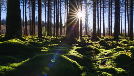 Timelapse-Del-Sol-Del-Horizonte-Bajo-Brillando-A-Través-De-Los-árboles-Y-Entrando-En-El-Bosque-De-Coníferas-Y-Proyectando-Sombras-En-Un-Día-Soleado-En-Irlanda